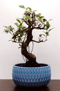 Bonsai schaal