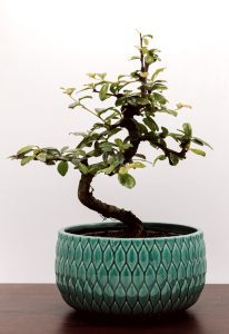 mini bonsai