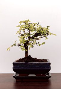 Bonsai boom