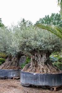 Bonsai olijfboom