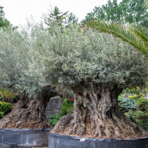 Mediterrane beplanting