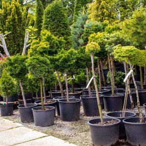 overige bomen
