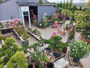 Bonsai Shop