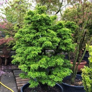 Tuinbeplanting