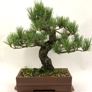 Bonsai Webshop