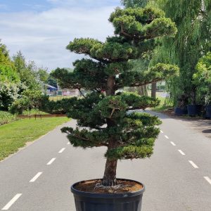 Tuinbonsai en vormsnoei