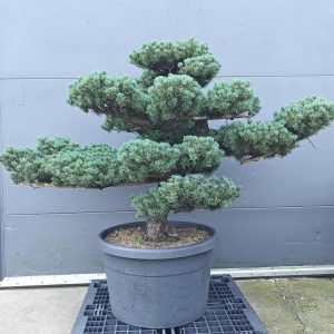 Pinus parviflora Niwaki ± 130 cm hoog