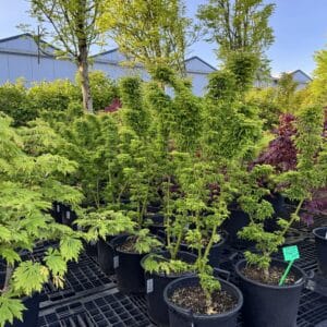 Acer palmatum "shishigashira" ca 1,50m hoog