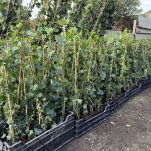 Hedera Hibernica ( groene klimop ) 80-100 cm