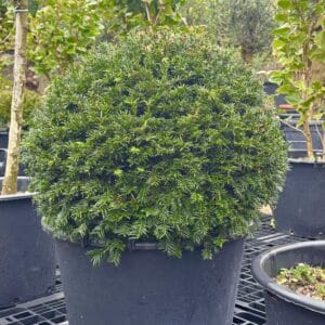 Taxus baccata bol 50 cm