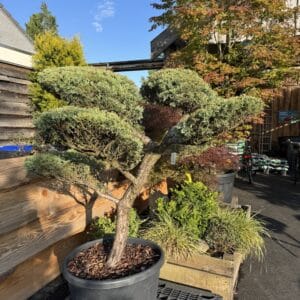 Juniperus vormsnoei