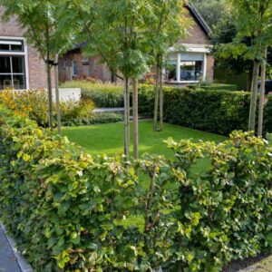 Haagbeplanting