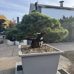 Pinus Parviflora niwaki